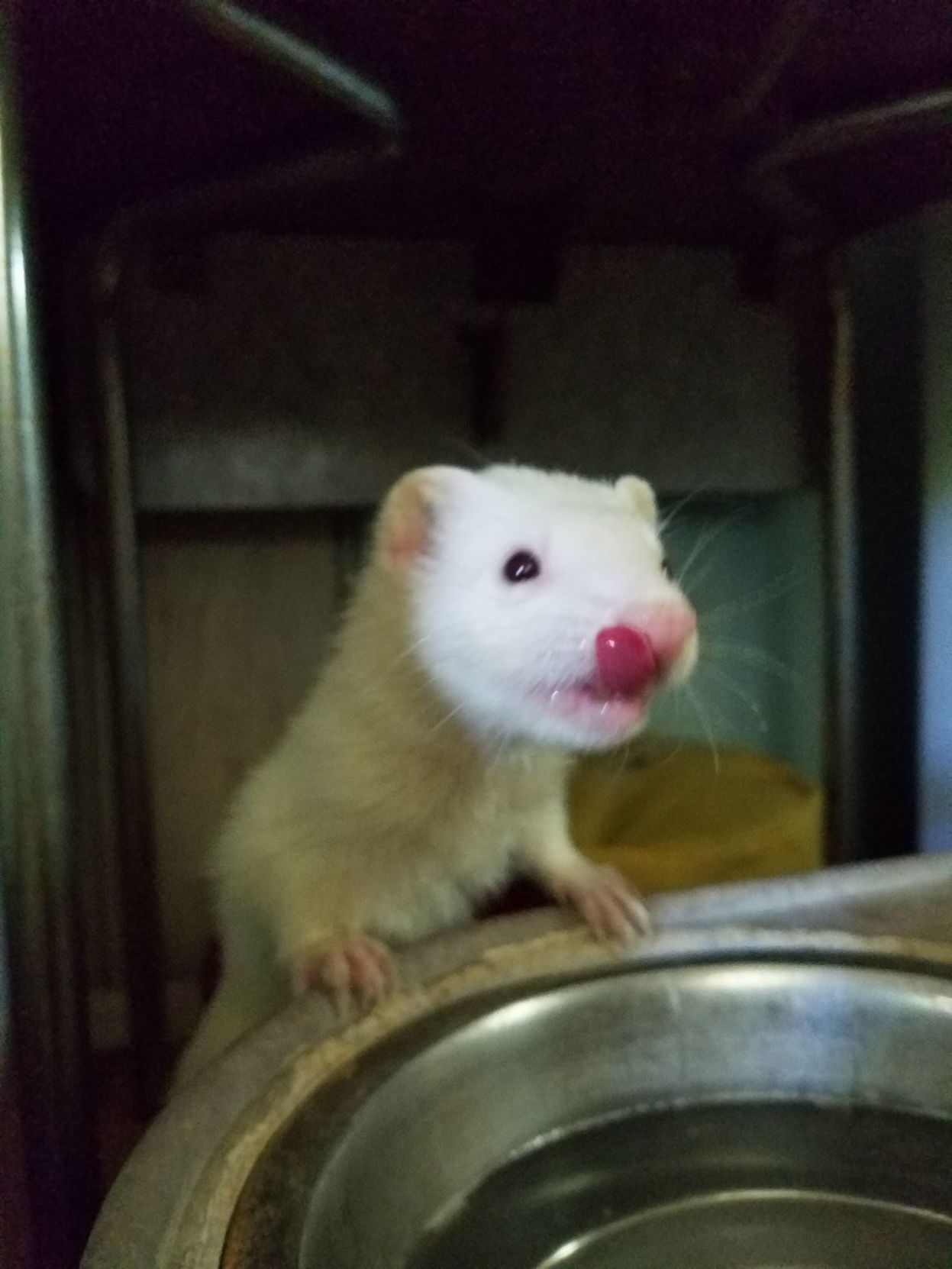 NIJA Albino ferret